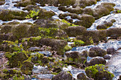 Desert moss on sandstone near Moab, Utah.