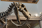 Skelettabguss des Utahraptors, Utahraptor ostrommaysi, im USU Eastern Prehistoric Museum in Price, Utah