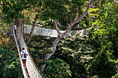 Elevated canopy walk hanging bridges. A rain forest canopy walkway in the Amazon forest tambopata national park, at the Inkaterra amazonica reserve. Visitors have a birds eye view from the Amazon jungle canopy walkway at river napo camp Explorama tours in Peru. Iquitos, Loreto, Peru. The Amazon Canopy Walkway, one of the longest suspension bridges in the world, which will allow the primary forest animals from a height of 37 meters and is suspended over the 14 tallest trees in the area.