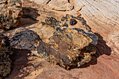 Krustenflechten auf Navajo-Sandstein bei South Coyote Buttes, Vermilion Cliffs National Monument, Arizona