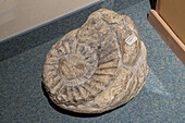 Ein großes Ammonitenfossil im USU Eastern Prehistoric Museum in Price, Utah