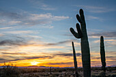 Saguaro cactus at sunset over the Dome Rock Mountains in the Sonoran Desert near Quartzsite, Arizona.