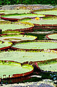 Victoria amazonica ist eine blühende Pflanzenart, die größte aus der Familie der Seerosengewächse (Nymphaeaceae) in der Nähe von Iquitos, Loreto, Peru. Auf einem der Nebenflüsse des Amazonas in der Nähe von Iquitos, etwa 40 Kilometer von der Stadt Indiana entfernt