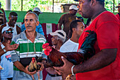 Cockfighting plays a large part in Samana peninsula in Dominican Republic near the Las Terrenas town, there are sunday cockfights which are usually held in the late afternoon. Gambling is a big part of the sport and because of the money involved it often attracts criminals and corruption. Owners proudly display the fighting roosters