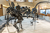 Skeleton cast of a stegosaurus, Stegosaurus stenops, in the USU Eastern Prehistoric Museum in Price, Utah.