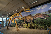 Ein Skelettabguss eines Allosaurus fragilis in der Quarry Exhibit Hall im Dinosaur National Monument in Utah