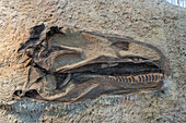 Abguss eines versteinerten Schädels eines Allosaurus jimmadseni in der Quarry Exhibit Hall des Dinosaur National Monument in Utah
