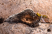 Desert moss and crustose lichens on sandstone near Moab, Utah.