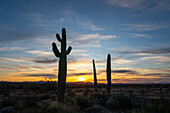 Saguaro cactus at sunset over the Dome Rock Mountains in the Sonoran Desert near Quartzsite, Arizona.