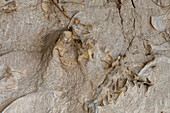 Partially-excavated dinosaur bones on the Wall of Bones in the Quarry Exhibit Hall, Dinosaur National Monument, Utah.