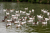 Enten auf dem Fluss Rio Tajo oder Tagus im Garten von La Isla Aranjuez, Spanien