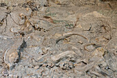 Partially-excavated dinosaur bones on the Wall of Bones in the Quarry Exhibit Hall, Dinosaur National Monument, Utah.