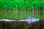 Rosa Süßwasserdelfine in einem der Nebenflüsse des Amazonas bei Iquitos etwa 40 Kilometer nahe der Stadt Indiana. In seiner Jugend sind diese Delfine grau. Iquitos, Loreto, Peru