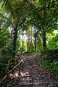 Landschaft des Amazonas-Regenwaldes während einer Wanderung im Indio-Dorf bei Iquitos, Loreto, Peru, Südamerika