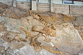 Teilweise ausgegrabene Dinosaurierknochen eines Sauropoden an der "Wall of Bones" in der Steinbruch-Ausstellungshalle, Dinosaur National Monument, Utah