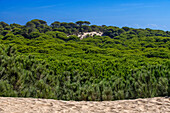 Moving dunes in Parque Nacional de Doñana National Park, Almonte, Huelva province, Region of Andalusia, Spain, Europe