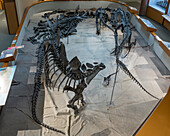 Display of various dinosaur skeletons in the USU Eastern Prehistoric Museum, Price, Utah, with a stegosaurus in front.