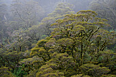 Rainforest trees at The Divide in Fiordland National Park, South Island, New Zealand.