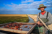 Hardworking fisherman fishing for red crab on the Isla Mayor rice field, Guadalquivir river marshes, Seville Andalusia Spain.