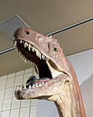 Nachbildung eines Allosaurus-Dinosaurierkopfes im USU Eastern Prehistoric Museum, Price, Utah