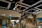 Ein Diorama eines kolumbianischen Mammuts, das von einem Mann mit einem Atlatl gejagt wird. USU Eastern Prehistoric Museum, Price, Utah