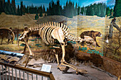 Skelett eines Kurzgesichtsbären, Arctodus simus, im USU Eastern Prehistoric Museum in Price, Utah. Dahinter befindet sich ein Bild des Bären