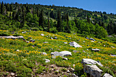 Summer wildflower bloom in Albion Basin in Little Cottonwood Canyon by Salt Lake City, Utah.