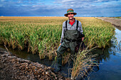 Hardworking fisherman fishing for red crab on the Isla Mayor rice field, Guadalquivir river marshes, Seville Andalusia Spain.