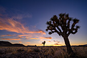 Joshua Trees at sunset in Death Valley National Park, California.