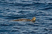 France, Mayotte island (French overseas department), Petite Terre, green sea turtle (Chelonia mydas)