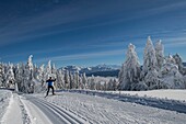 Frankreich, Haute Savoie, massive Bauges, oberhalb von Annecy Grenze zur Savoie, das Semnoz Plateau außergewöhnlicher Aussichtspunkt auf die Nordalpen, Skilangläufer und schneebedeckte Tannen