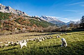 France, Hautes Alpes, the Dévoluy massif, Saint Disdier en Dévoluy, herd of sheep in a meadow, in the background the chapel of Gicons Romanesque style of the eleventh and twelfth centuries, better known as La Mere Église, the Mountain of Saint Gicon and the Mountain of Faraut
