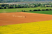 France, Bouches du Rhone, Camargue Regional Nature Park, South Arles, Canola crop (aerial view)