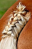 France, Doubs, Les Ecorces, agricultural show, comtois horse braided tail