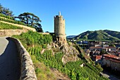 France, Ardeche, Tournon sur Rhone, the virgin tower (nineteenth), vineyard