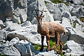 France, Haute Savoie, Thorens-Glières, Ibex male on the Sous-Dine moutain