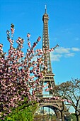 Frankreich, Paris, Weltkulturerbe der UNESCO, Champs de Mars, Eiffelturm im Frühling