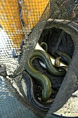 France, Drome, Valencia, eel fishing downstream of Valencia