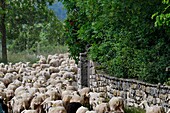 Frankreich, Lozere, Causse Mejean, Schafherde auf dem Weg zur Weide