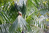 France, French Guiana, Cayenne, The Kaw Marsh Nature Reserve, Squirrel Monkey (Saimiri sciureus)