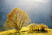 France, Hautes Alpes, Dévoluy massif, Saint Etienne en Dévoluy, black poplar (Populus nigra) with autumn foliage