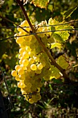 Schweiz, Kanton Waadt, die Weinberge des Lavaux, von der UNESCO zum Weltkulturerbe erklärt, Chasselas, die erste in der Schweiz angebaute Sorte