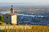 Frankreich, Drome, Tain l'Hermitage, Weinberg AOC Hermitage und die Rhône