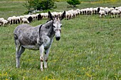 France, Lozere, Causse Mejean, donkey and sheep in the meadow