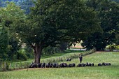 France, Haute Garonne, Saman, Jean Baptiste Aries, black pig farmer of Bigorre