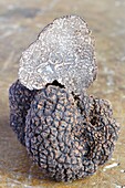 France, Dordogne, Perigord, black truffle (Tuber Melanosporum)