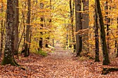 Frankreich, Seine et Marne, Biosphärenreservat Fontainebleau und Gatinais, der Wald von Fontainebleau, der von der UNESCO zum Biosphärenreservat erklärt wurde, der Wald im Herbst im Bereich des Table du Roi