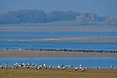 France, Haute Marne, Lac du Der Chantecoq, common cranes (grus grus), winter