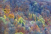 Frankreich, Doubs, Buchen- und Eichenwald mit Herbstfärbung