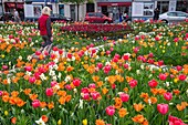 Frankreich, Hauts de Seine, Puteaux, Simone-Veil-Platz, Tulpen